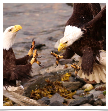 Bald Eagle - Fight Bald Eagle - Fight